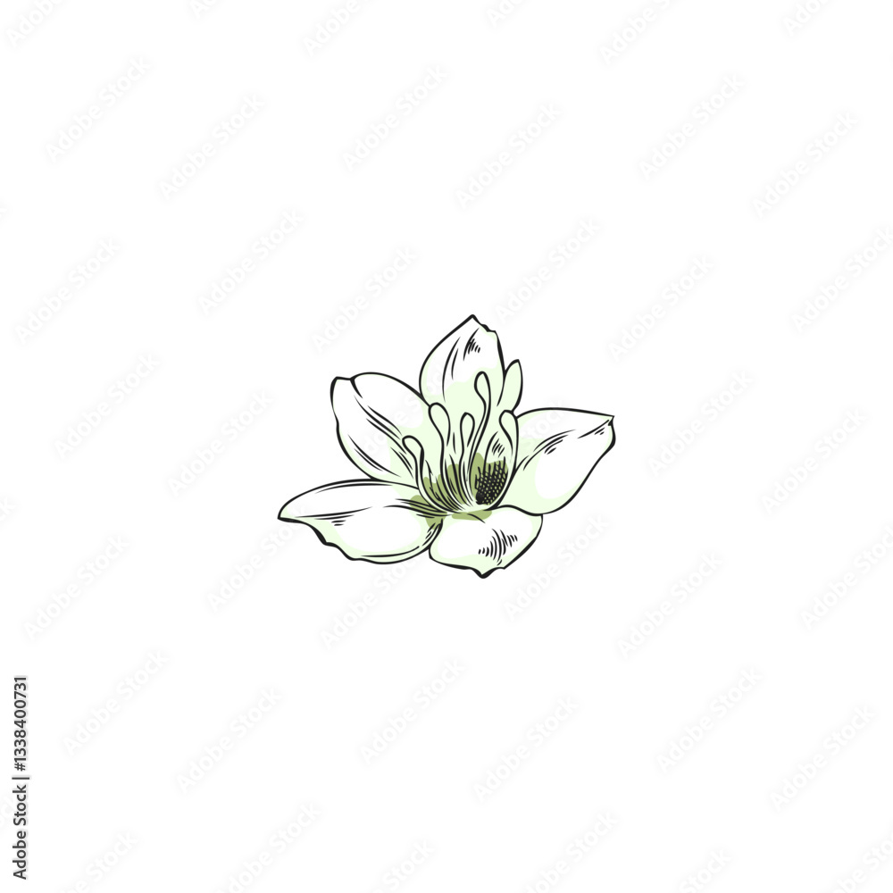 Fototapeta premium Buckwheat white flower sketch, hand drawn blossom plant, essential herb, floral blooming botanical r vector illustration