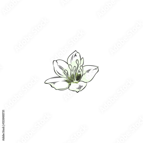 Buckwheat white flower sketch, hand drawn blossom plant, essential herb, floral blooming botanical r vector illustration