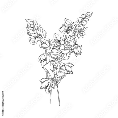 Black and white vector sketch of buckwheat flowers, leaves and grains on a branch.