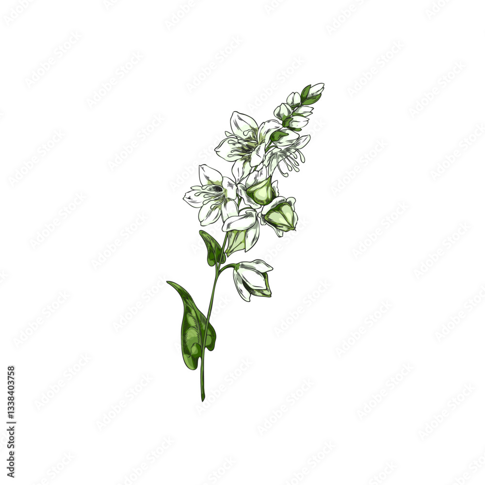 Fototapeta premium Vector illustration of buckwheat branch sketch with leaves, flowers and green fruits.