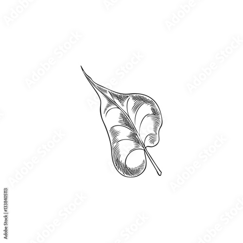 Buckwheat leaf in monochrome outline sketch, vector illustration.