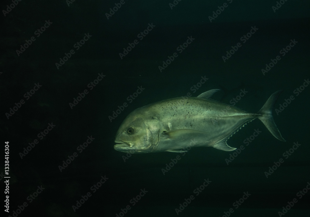 Fototapeta premium arge predatory fish close-up on a green background