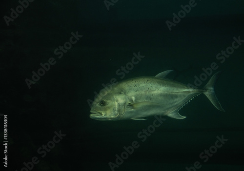 arge predatory fish close-up on a green background