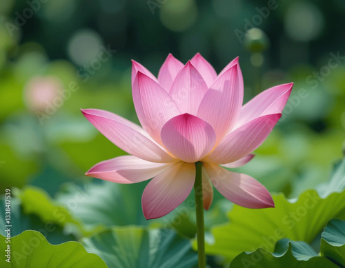 colourful lotus flowers background generating  Ai images