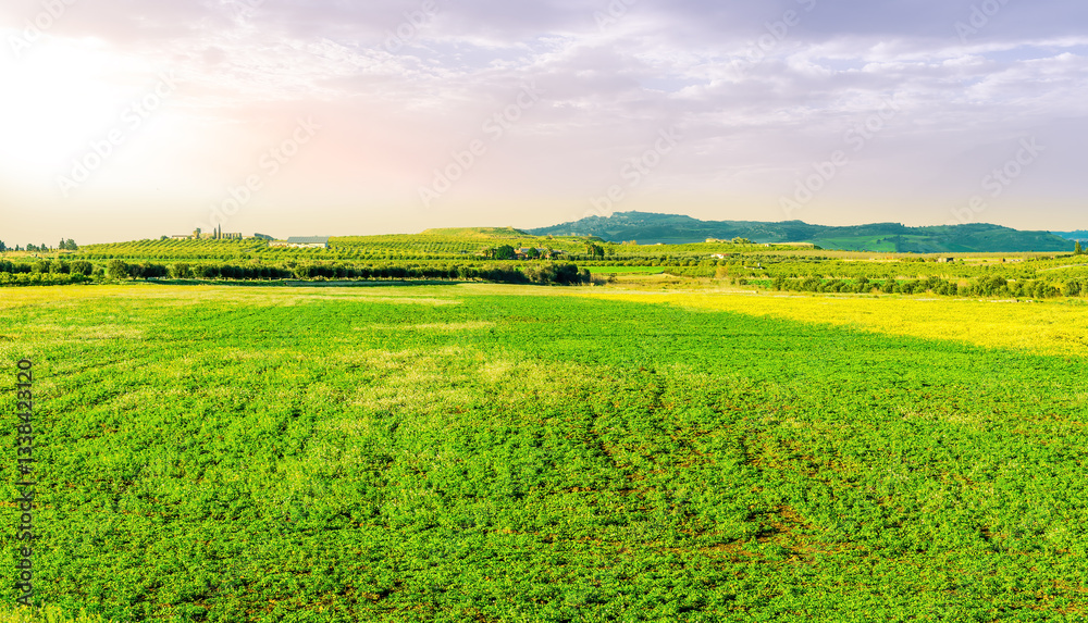 Fototapeta premium panoramic shiny green spring flowering valley with yellow and salad flower bloom and scenic meadow of farmlands with beautiful cloudy sky on background of landscape