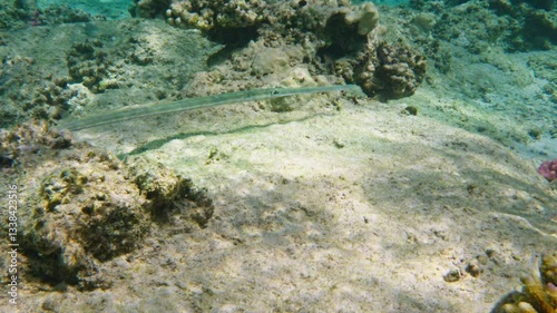Wallpaper Mural Bluespotted cornetfih (smooth cornetfish), smooth flutemouth, swimming in coral reef, Red sea, Egypt Torontodigital.ca