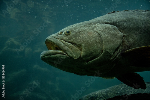 arge predatory fish close-up on a green background