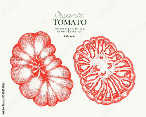Hand Drawn Tomato Illustration. Retro Vegetable Vector Isolated Image. Old School Farm Food.