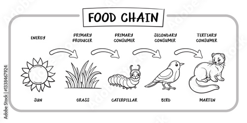 Food Chain Doodle Vector Illustration in Cartoon Style. Isolated on white background. A minimalistic nature icon. Perfect for children s books, educational materials, and eco-friendly projects.