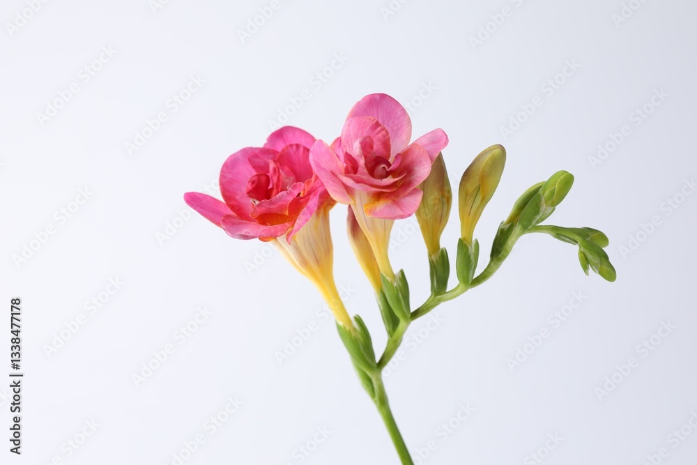Beautiful pink freesia flowers on white background, closeup Beautiful pink freesia flowers on white background, closeup