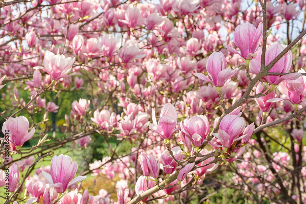 magnolia soulangeana in full bloom. sunny weather in spring. beautiful outdoor nature background. pink flowers on the branch in morning light