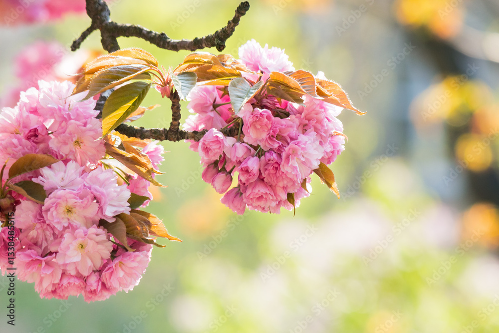 branch of pink sakura in blossom. romantic season. nature background in spring. europe city outdoor