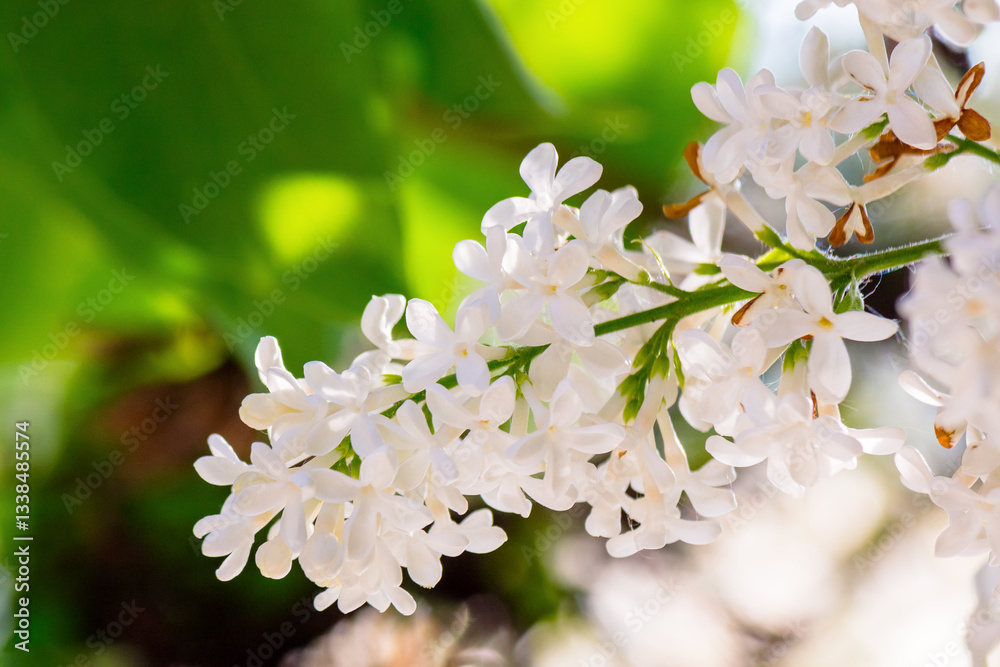 white blossom of syringa vulgaris in spring