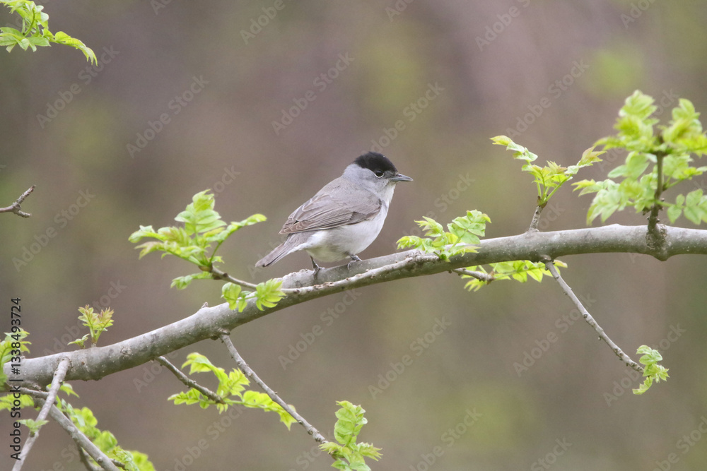 Naklejka premium Blackcap