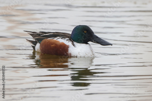Obraz na płótnie Northern Shoveler w salonie