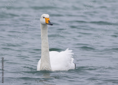 Whooper Swan
