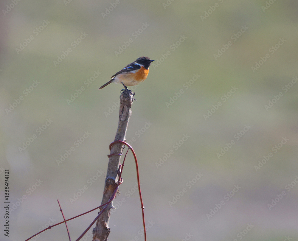 Common Stonechat