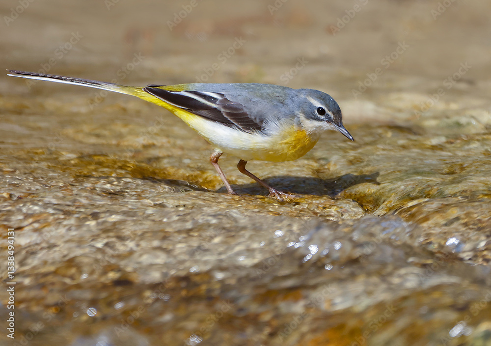 Grey Wagtail