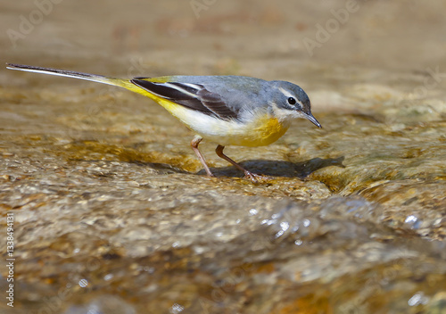 Obraz na płótnie Grey Wagtail w salonie