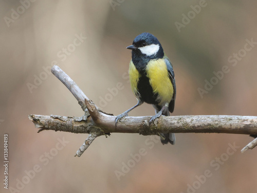 Obraz na płótnie Great Tit w salonie