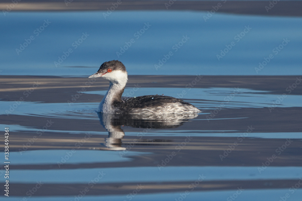Slavonian Grebe