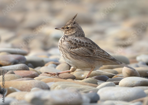 Obraz na płótnie Crested Lark w salonie