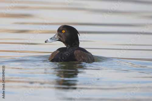 Obraz na płótnie Tufted Duck w salonie