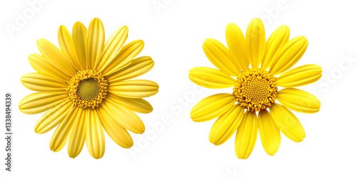 A set of ripe sunflower with yellow petals and a dark center, isolated on a Transparent background