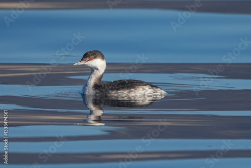 Obraz na płótnie Slavonian Grebe w salonie