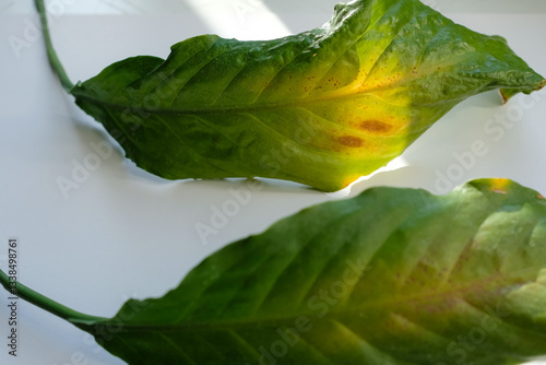 The leaves of the house plant Peace Lily or Spathiphyllum flower are sunburned. House Plant Care.