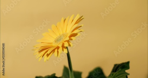 Sunflower Spinning Against A Yellow Background