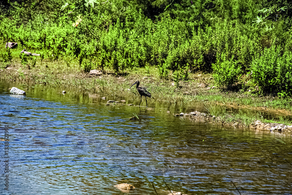 Fototapeta premium The most beautiful view of the seagull in front of the river