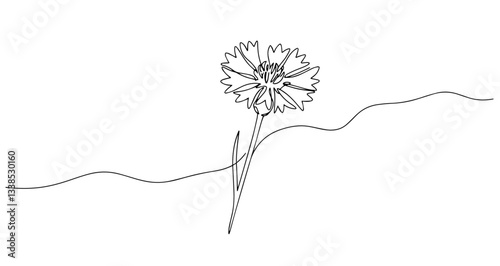 cornflower bloom vector monoline one line line art sketch illustration