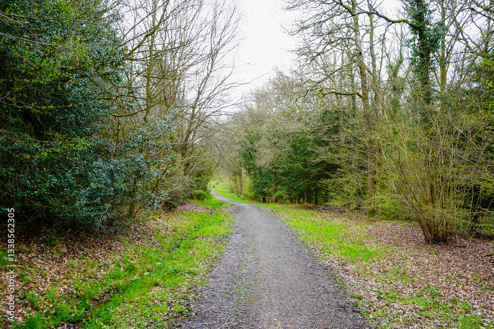Fototapeta premium Single track road in woodland