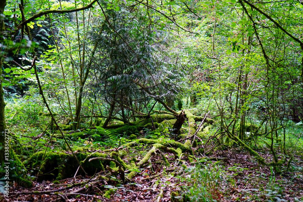 Fototapeta premium Overgrown mossy woodland trees