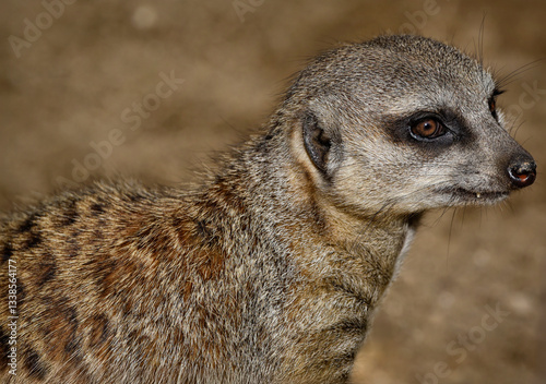 A close up of a brown eyed Meerkat