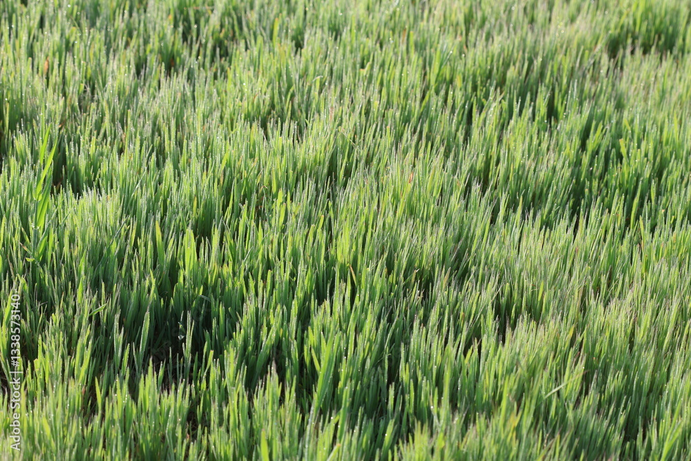 Fototapeta premium morning dew on green grass