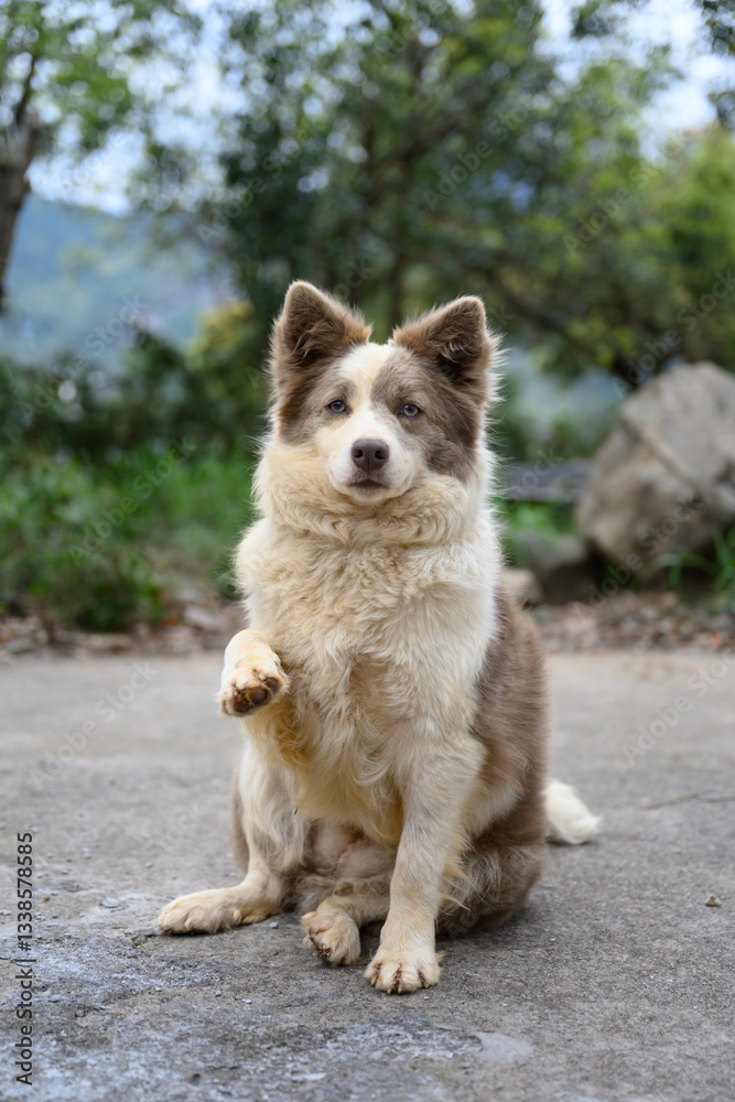 Border Collie sitting on the floor with his paws raised Border Collie sitting on the floor with his paws raised