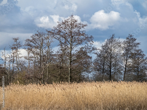 Wallpaper Mural Reed bed and black alder trees in winter Torontodigital.ca