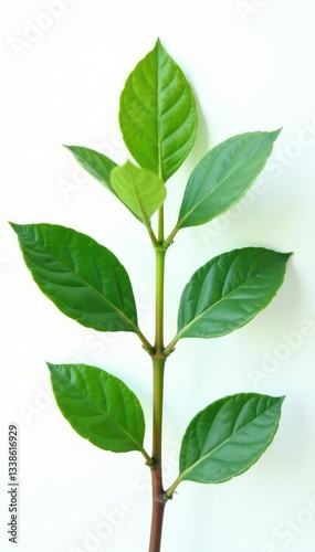 The intricate details of a small plant's foliage on white background, botanical, white, leafy