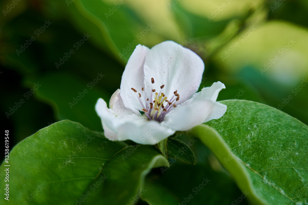 Quince flower blooming among green leaves........ Quince flower blooming among green leaves........