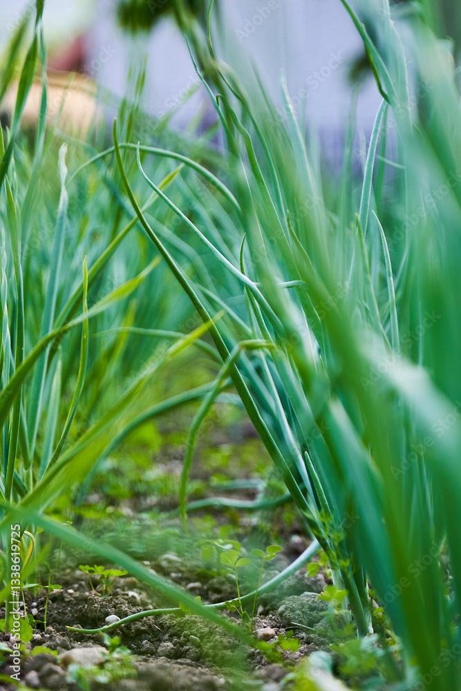 Obraz premium Onion plants growing in a garden........