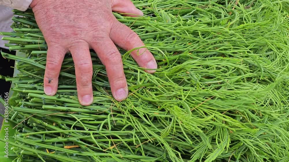 Packing a bunch of climbing wattle in banana leaf.
