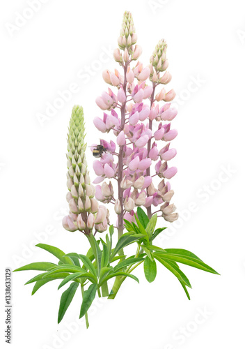 Pink lupines with a bee isolated on a transparent background