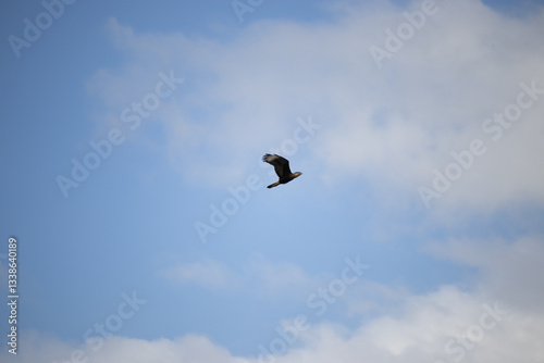 The caracara, crested caracara or crested caracara is a species of bird of prey in the Order Falconiformes, Family Falconidae.