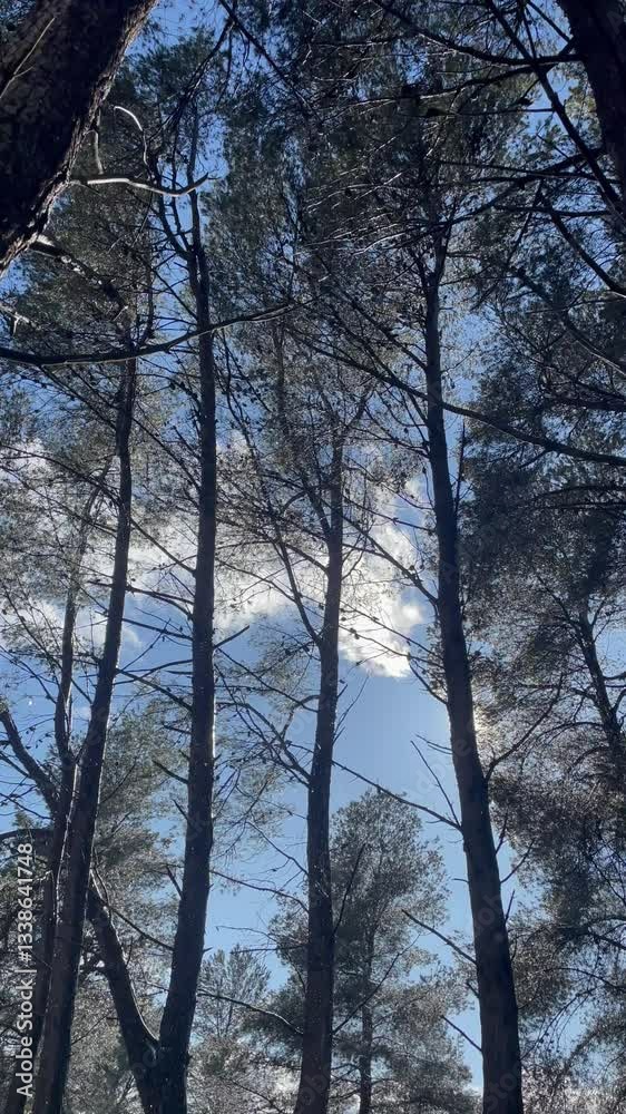 Last drops of rain from a summer storm in a pine forest. Vertical video format. Last drops of rain from a summer storm in a pine forest. Vertical video format.