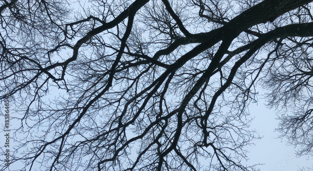 Bare Tree Branches Silhouetted Against Pale Sky in Winter Season Bare Tree Branches Silhouetted Against Pale Sky in Winter Season