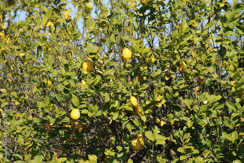 yellow lemon fruits on lemon tree