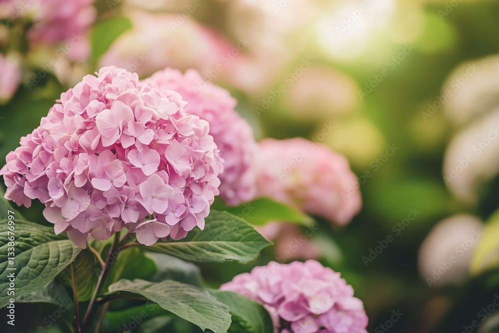 Colorful Hydrangea Flowers Blooming in a Lush Garden During the Summer Afternoon Generative AI Colorful Hydrangea Flowers Blooming in a Lush Garden During the Summer Afternoon Generative AI