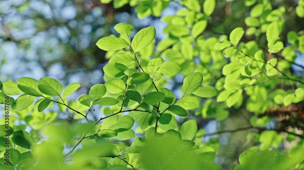 4k Video Showcasing Aesthetic Sunshine Illuminating Lush Green Plant Leaves in a Serene Outdoor Setting
4k Video Showcasing Aesthetic Sunshine Illuminating Lush Green Plant Leaves in a Serene Outdoor Setting